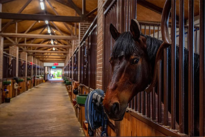 Equestrian Development